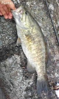 ���⡼��ޥ����Х�