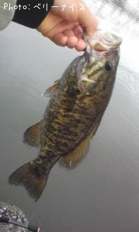 ���⡼��ޥ����Х�