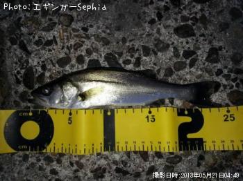 �����Х����ʥ�������