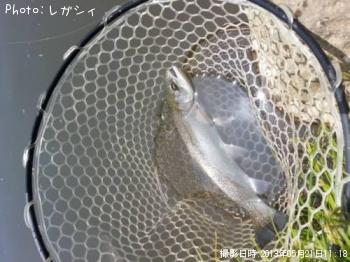 ¥ì¥¤¥ó¥Ü¡¼¥È¥é¥¦¥È