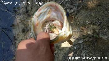 ¥Ö¥é¥Ã¥¯¥Ð¥¹