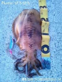 ¥¢¥ª¥ê¥¤¥«