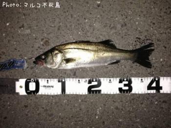 �����Х�