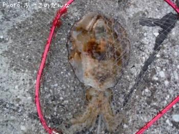 �����ꥤ��