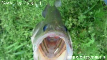 ¥Ö¥é¥Ã¥¯¥Ð¥¹