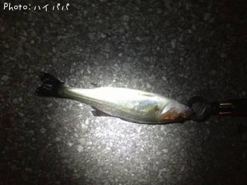 �����Х�