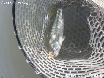 ¥Ö¥é¥Ã¥¯¥Ð¥¹