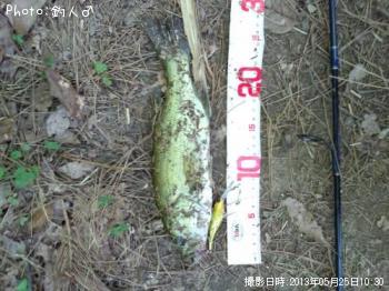 ¥é¡¼¥¸¥Þ¥¦¥¹¥Ð¥¹