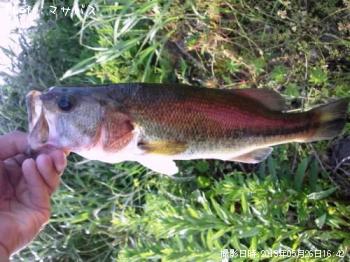 �֥�å��Х�