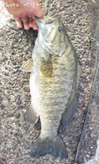 ¥¹¥â¡¼¥ë¥Þ¥¦¥¹¥Ð¥¹