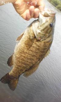 ¥¹¥â¡¼¥ë¥Þ¥¦¥¹¥Ð¥¹