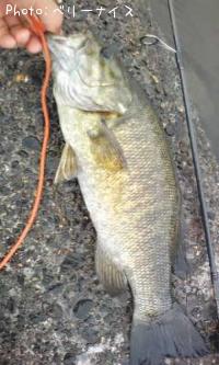 ���⡼��ޥ����Х�