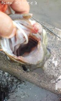 ���⡼��ޥ����Х�