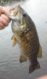 ���⡼��ޥ����Х�