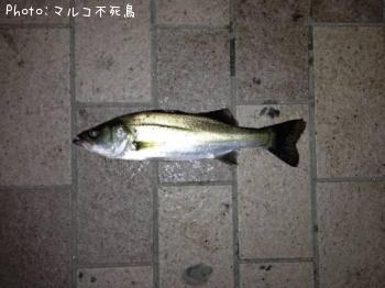 �����Х�