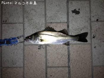 �����Х�