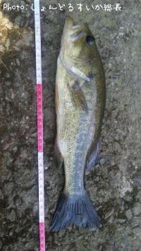 ¥Ö¥é¥Ã¥¯¥Ð¥¹