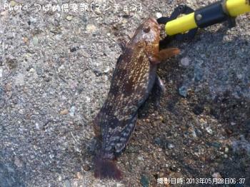 �����ʥ�