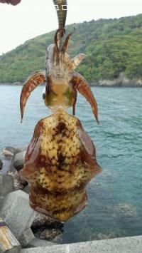 ¥¢¥ª¥ê¥¤¥«