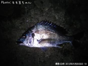 ���ӥ�