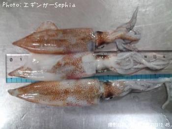 �ҥ���������ꥤ����