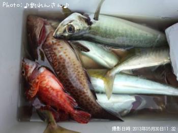 地鯵 青鯵 モンチャン アラカブ 飛び魚