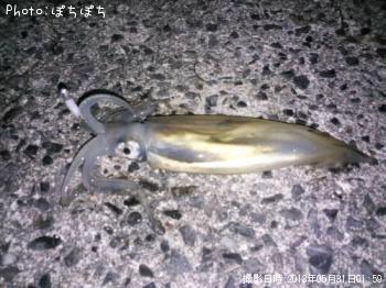 ����ᥤ��