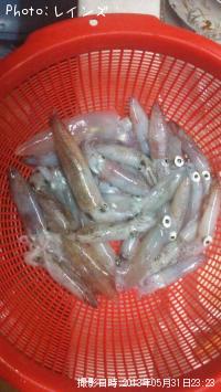 ¥Ò¥¤¥«¡õ¥ä¥ê¥¤¥«