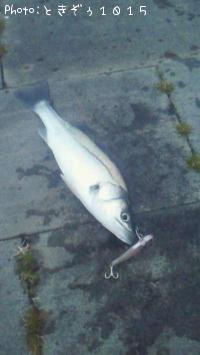 �����Х�