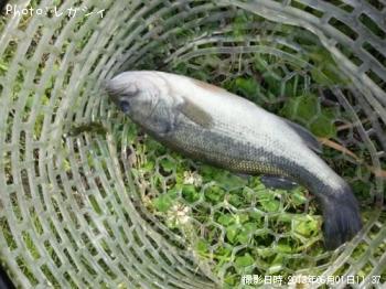 �֥�å��Х�