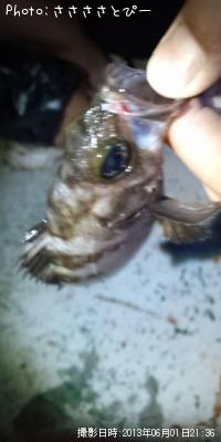 ���ꥢ��Х�