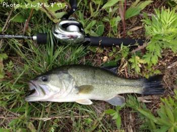 ¥Ö¥é¥Ã¥¯¥Ð¥¹