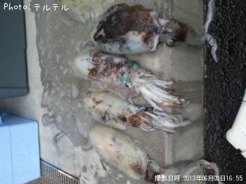 ¥¢¥ª¥ê¥¤¥«