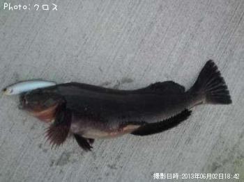 �����ʥ�