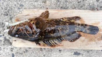 �����Υ���Х�