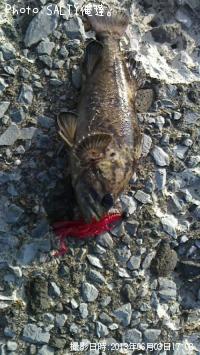 ¥¿¥±¥Î¥³¥á¥Ð¥ë