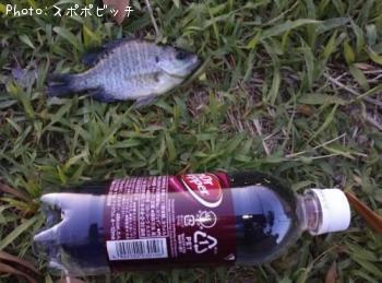 �֥�å��Х�