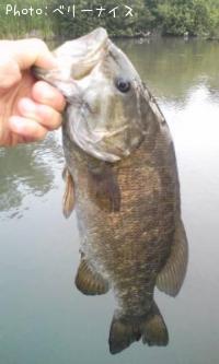 ���⡼��ޥ����Х�