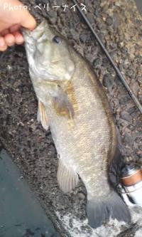 ���⡼��ޥ����Х�