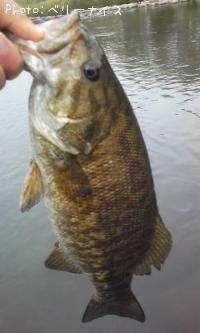 ���⡼��ޥ����Х�