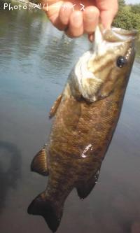 ���⡼��ޥ����Х�