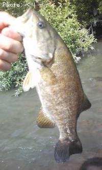 ���⡼��ޥ����Х�