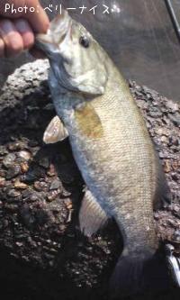 ���⡼��ޥ����Х�