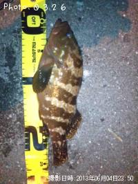 �����ϥ�