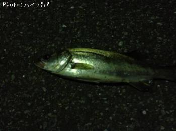 �����Х�