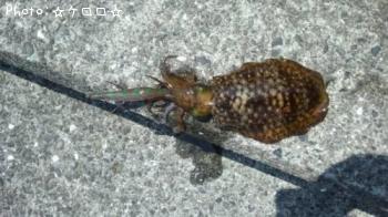 �����ꥤ��