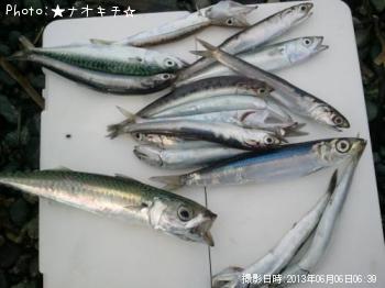 ¥µ¥Ð¡¢¥«¥Þ¥¹¡¢¥¦¥ë¥á¡¢¥«¥¿¥¯¥Á