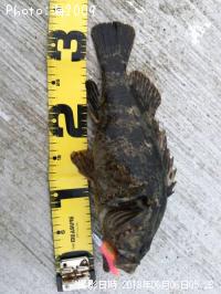 �٥å�������