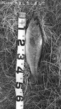 �֥�å��Х�