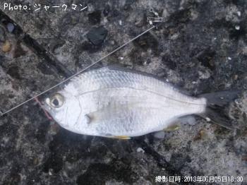 ���ߥ��ʥ�